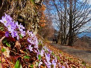 75 Dopo tanta neve abbiam goduto anche belle fioriture